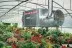 Подвесной дизельный теплогенератор BALLU FARM 150 M oil купить в Ижевске